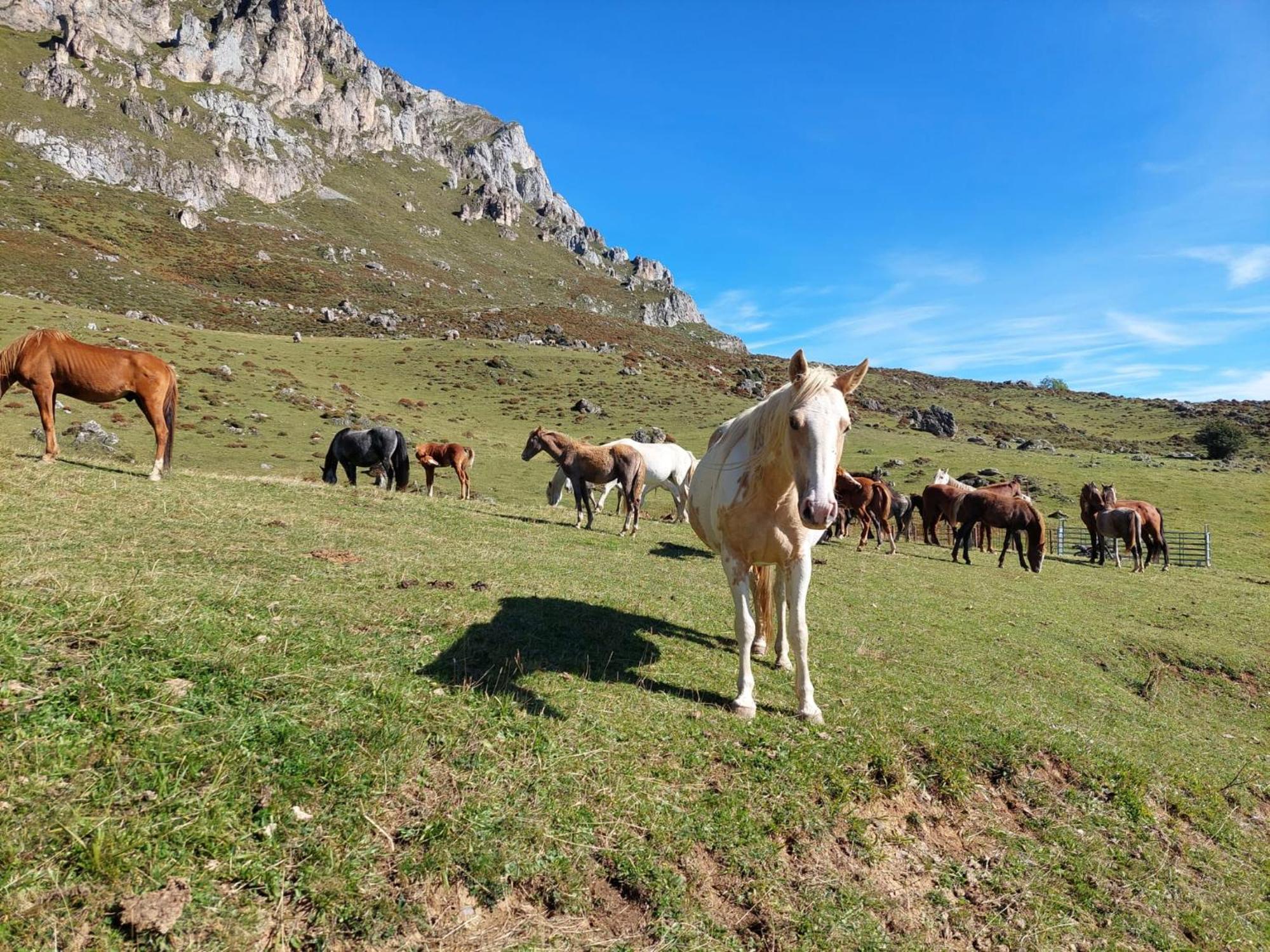 Gasthuis Picos De Europa Potes